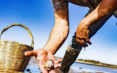 Oysters-Experience-41