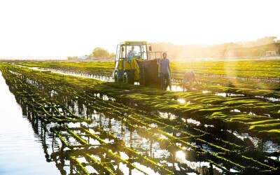 Oysters-Experience-39