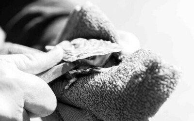 Oysters-Experience-52