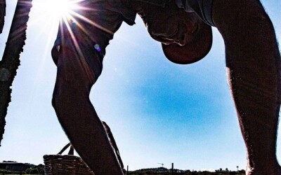 Oysters-Experience-33