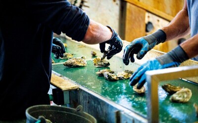 Oysters-Experience-16