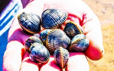 Oysters-Experience-29