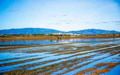 Oysters-Experience-27