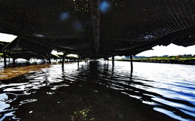 Oysters-Experience-32