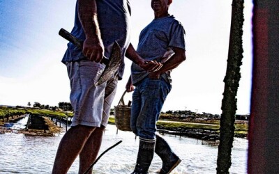 Oysters-Experience-28