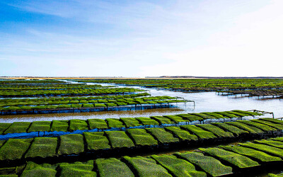 oysters-experience-distribuicao-000