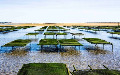 Oysters-Experience-17