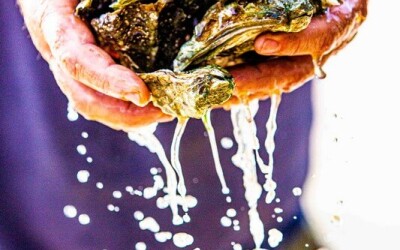 Oysters-Experience-24