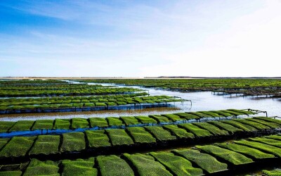 Oysters-Experience-11