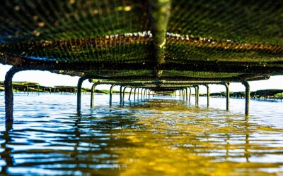 Oysters-Experience-18