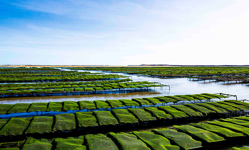 oysters-experience-distribuicao-000
