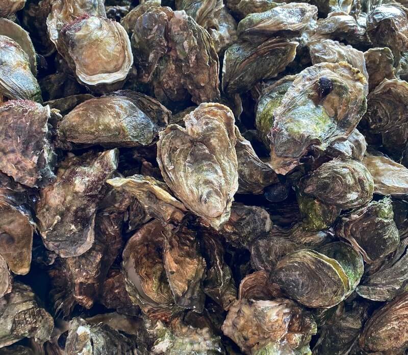 Oysters-Experience-06
