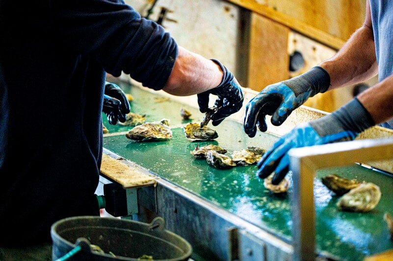 Oysters-Experience-16