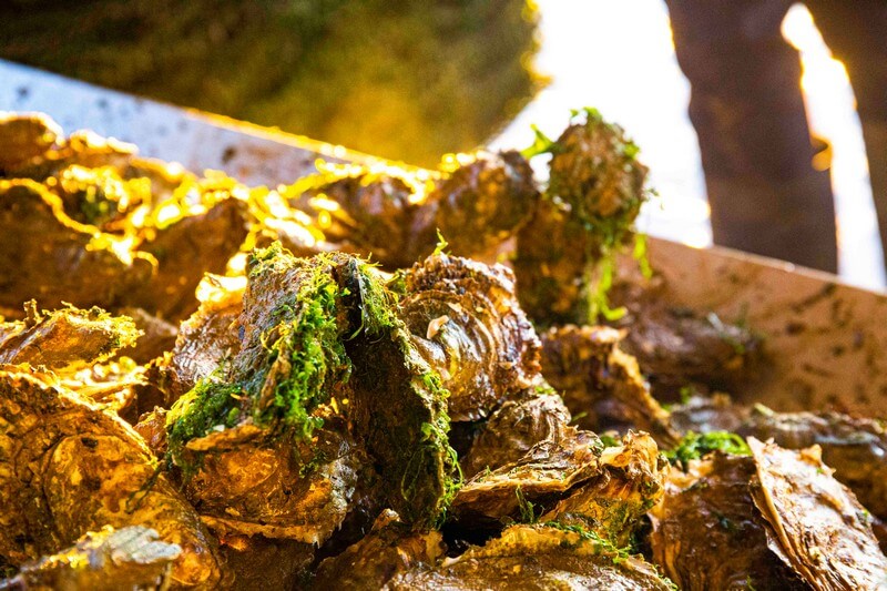 Oysters-Experience-25
